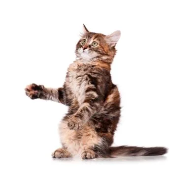 Kitten playing Stock Photos