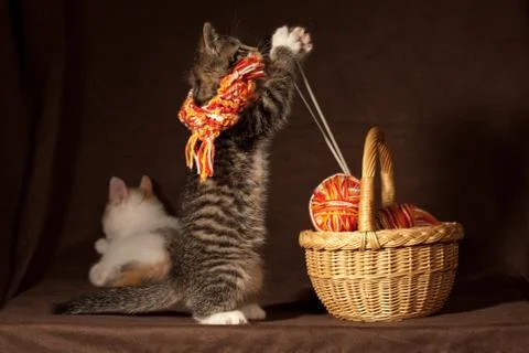 Kitten playing Stock Photos