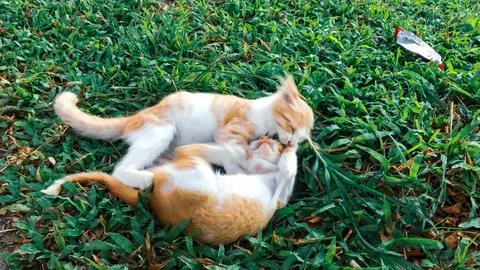 Kitten playing Stock Photos