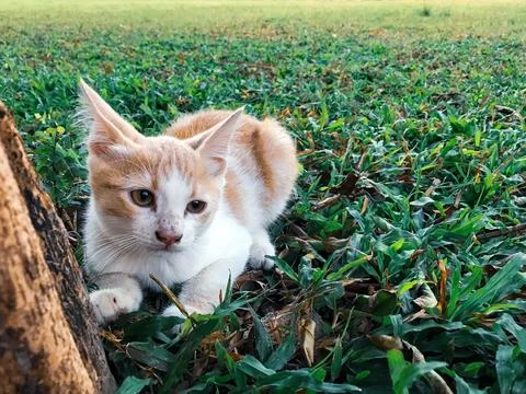 Kitten playing Stock Photos
