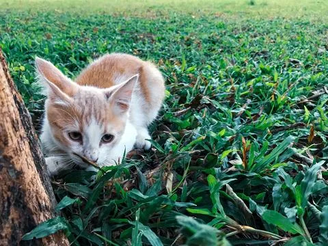 Kitten playing Stock Photos