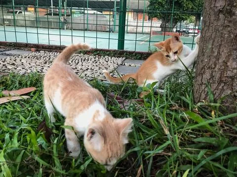 Kitten playing Stock Photos
