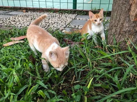 Kitten playing Stock Photos