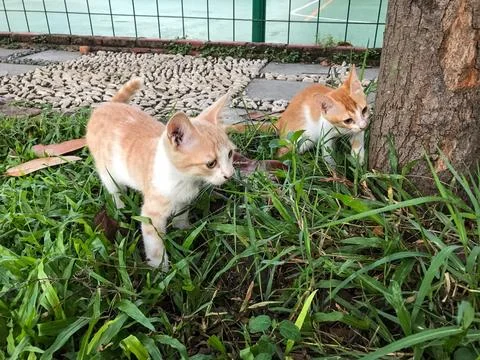 Kitten playing Stock Photos