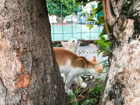 Kitten playing Stock Photos