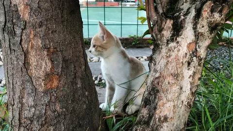 Kitten playing Stock Photos
