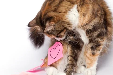 Kitten playing with pink post-it with drawn heart Stock Photos