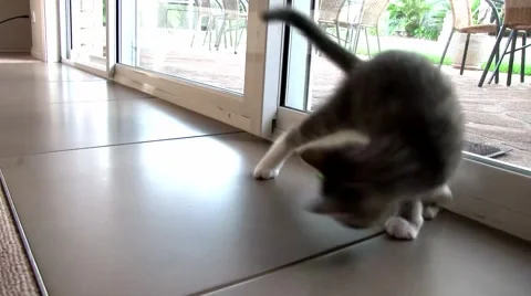 Kitten playing with a plastic straw Видео 55273593