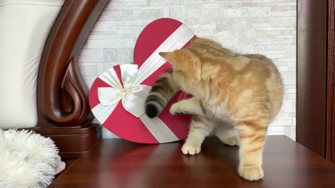 Kitten playing at red heart shaped box. Stock Footage 155334532