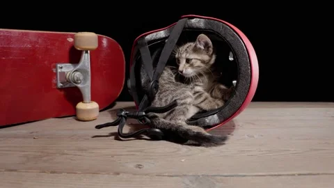 The kitten is playing with a red helmet. Stock Footage 233117889