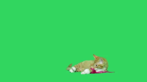 Kitten playing with a ribbon on a green screen Stock Footage
