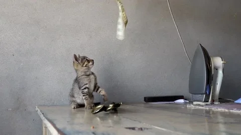 Kitten playing with a ribbon tail Stock Footage 150716460