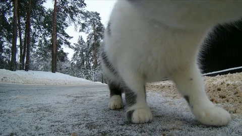 Kitten playing on the road Stock Footage 71593824