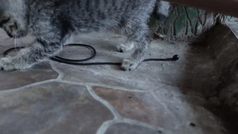 A kitten is playing with a rope Stock Footage 322081314