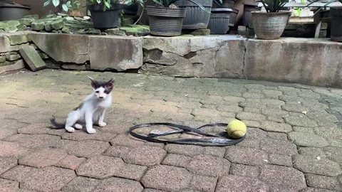 Kitten playing with rope Vídeo Stock 332826132