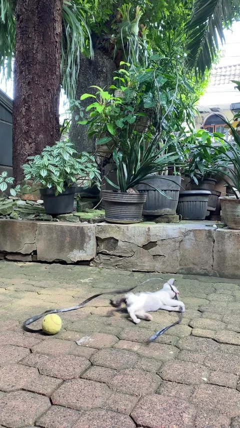 Kitten playing with rope 库存影片 332826141