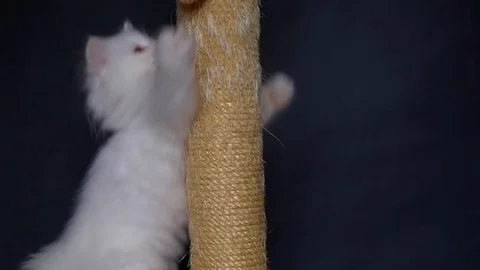 Kitten playing on the scratching post Stock Footage 91184260