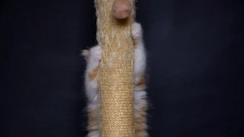 Kitten playing on the scratching post Stock Footage 91184312