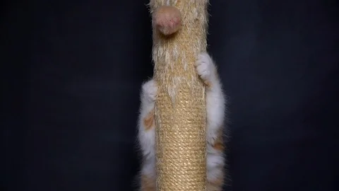 Kitten playing on the scratching post Video stock 91184334