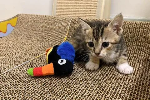 The kitten is playing on scratching posts for a cat. 스톡 사진