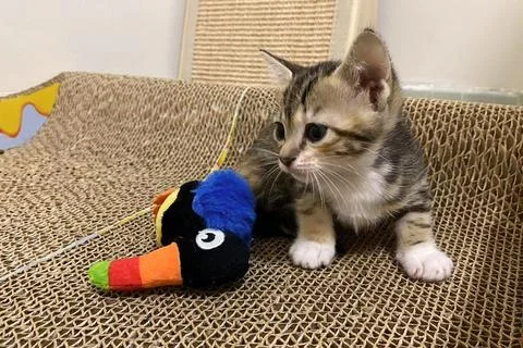 The kitten is playing on scratching posts for a cat. 스톡 사진