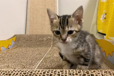 The kitten is playing on scratching posts for a cat. Stock Photos