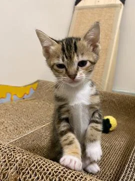 The kitten is playing on scratching posts for a cat. Stock Photos