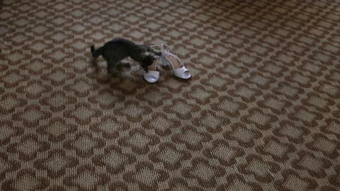 Kitten playing with a shoe Stock Footage 77648419