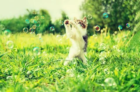 Kitten playing with soap bubbles Stock Photos