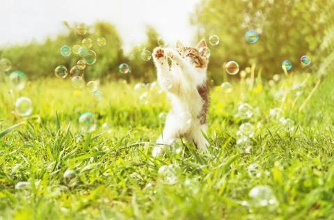 Kitten playing with soap bubbles at sunny day Stock Photos