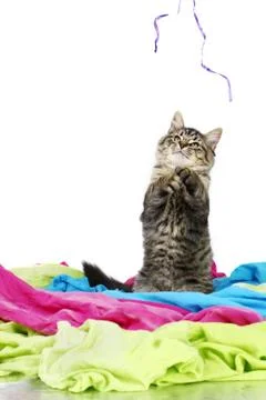 Kitten playing with string Stock Photos