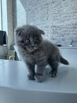 Kitten playing on the table Stock Photos