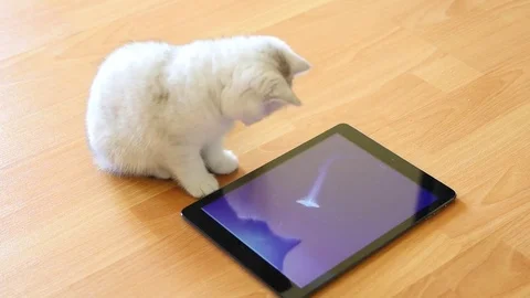 Kitten playing on the tablet in the cat game Stock Footage