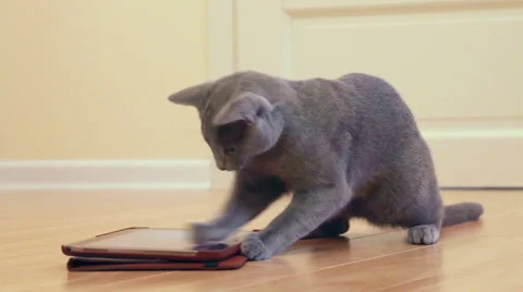 Kitten playing with tablet pc Stock Footage 49613359