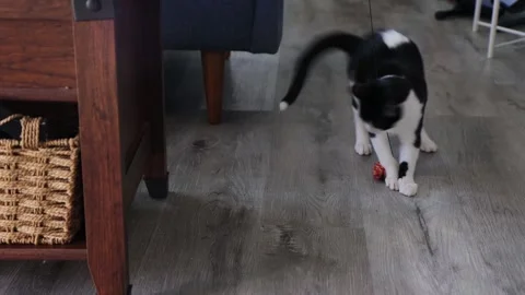 Kitten playing teaser stick, jump up and down, 4k Stock Footage 251667417