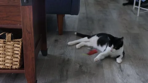 Kitten playing teaser stick, jump up and down, 4k Stockbeeldmateriaal 251667444