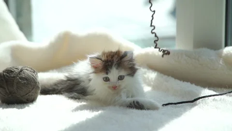 Kitten Playing with Thread of Wool on Windowsill Vídeos de archivo 132735111