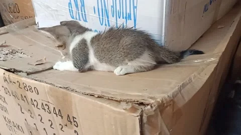 Kitten playing time with paper Stock Footage 154173921