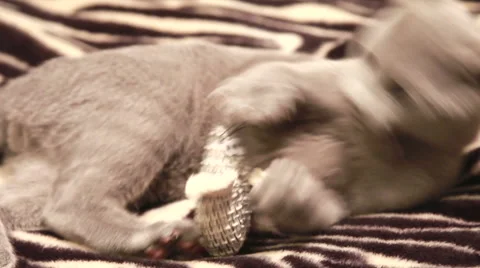 Kitten playing with toy mouse Stock Footage 47013943