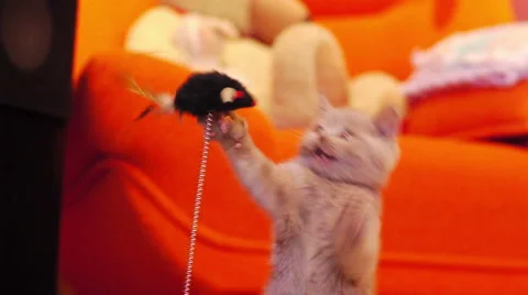 Kitten playing with a toy mouse 스톡 동영상 52193729