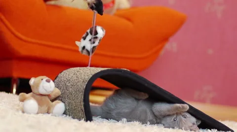 Kitten playing with a toy mouse Vidéo 52193769