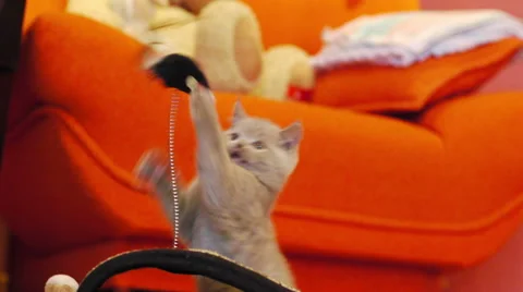 Kitten playing with a toy mouse 스톡 동영상 52193775