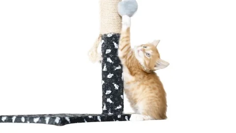Kitten playing with a toy on on a white background Stock Footage 75775238