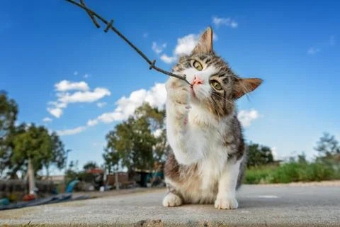Kitten playing with a twig. Stock Photos