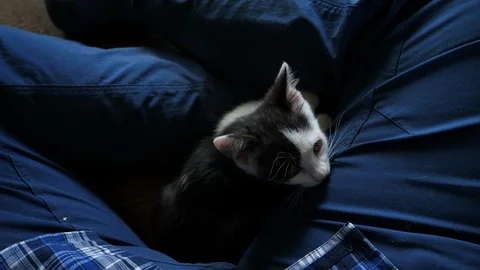 A Kitten Playing with the Videographer's Finger 스톡 동영상 92578017