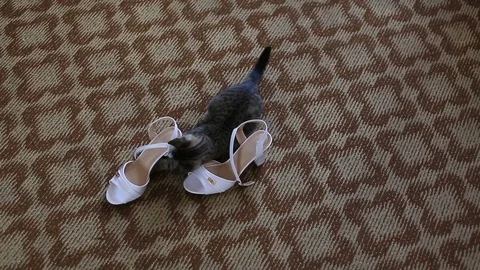 Kitten playing with a wedding shoe Stock Footage 77648859