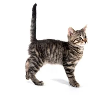 Kitten playing on white 스톡 사진