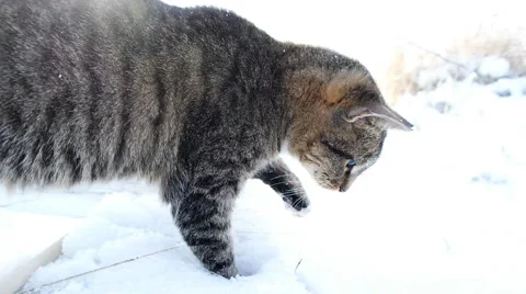 Kitten playing on winter meadow 스톡 동영상 52270035