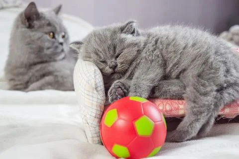 Kitten plays with a ball Stock Photos