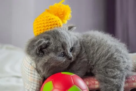 Kitten plays with a ball Stock Photos